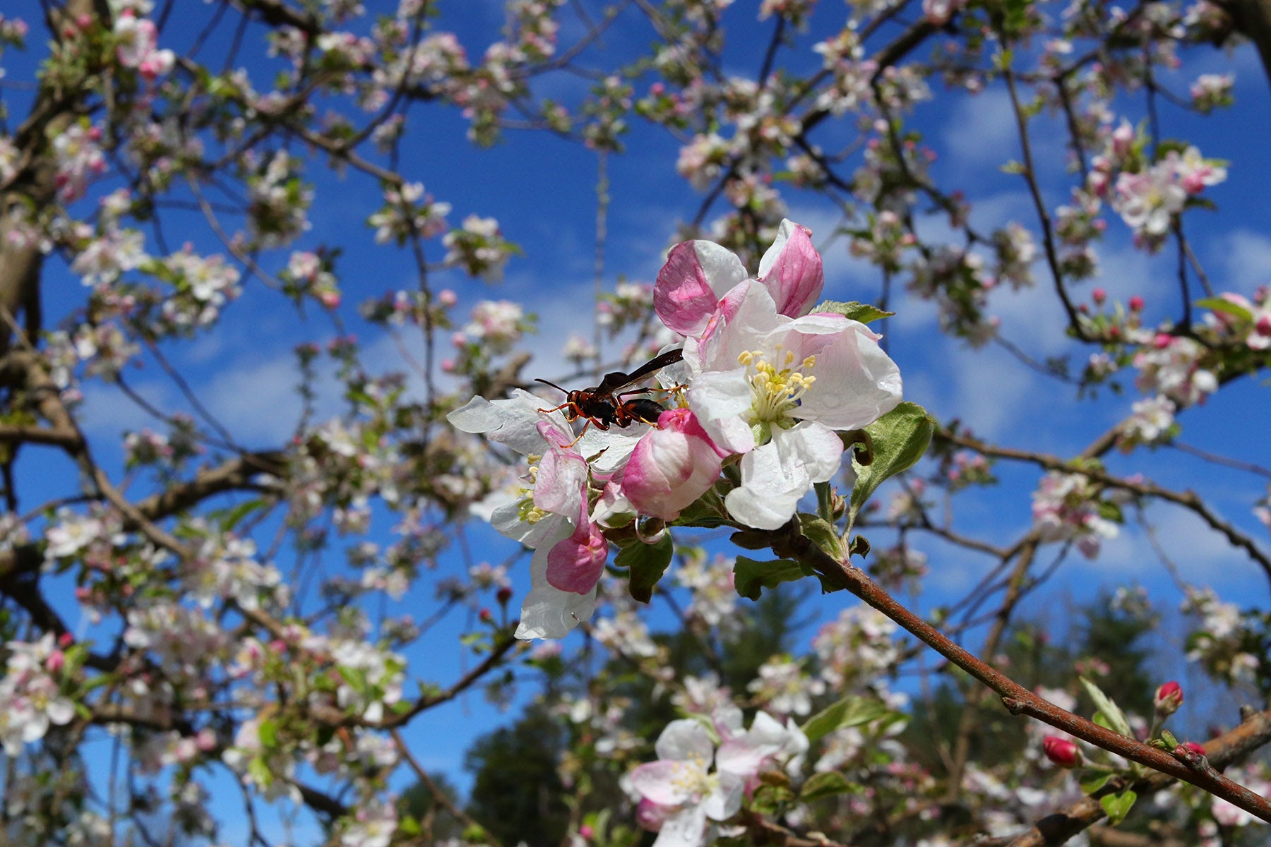 Apple Blossom Love Spell Uses: Sweet Love and Romance Magic