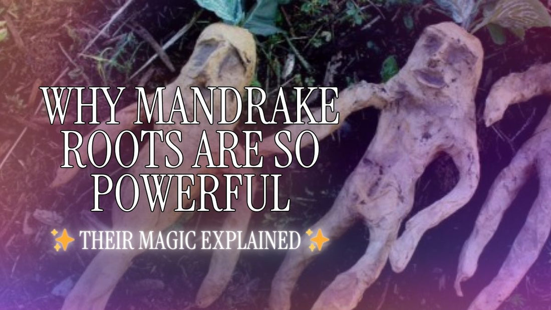 The Magic of Mandrake Roots