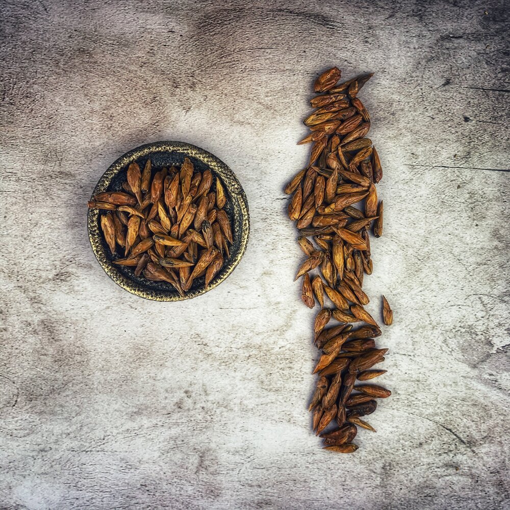 Balm of Gilead Buds for love magic