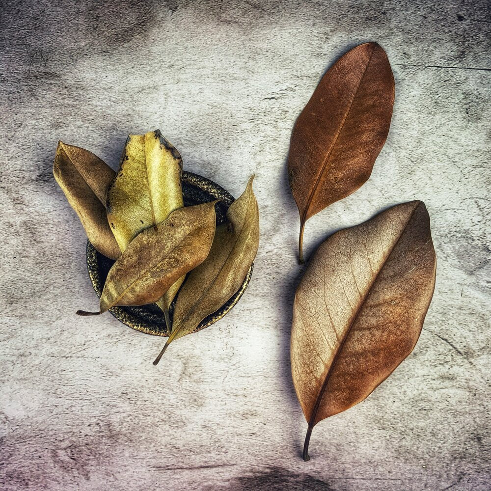 Magnolia Leaf - Whole - Wildcrafted for love magic
