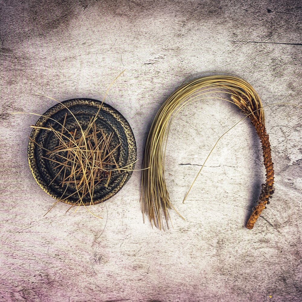 Pine Love Spell Uses: How to Use Pine in Love Magic