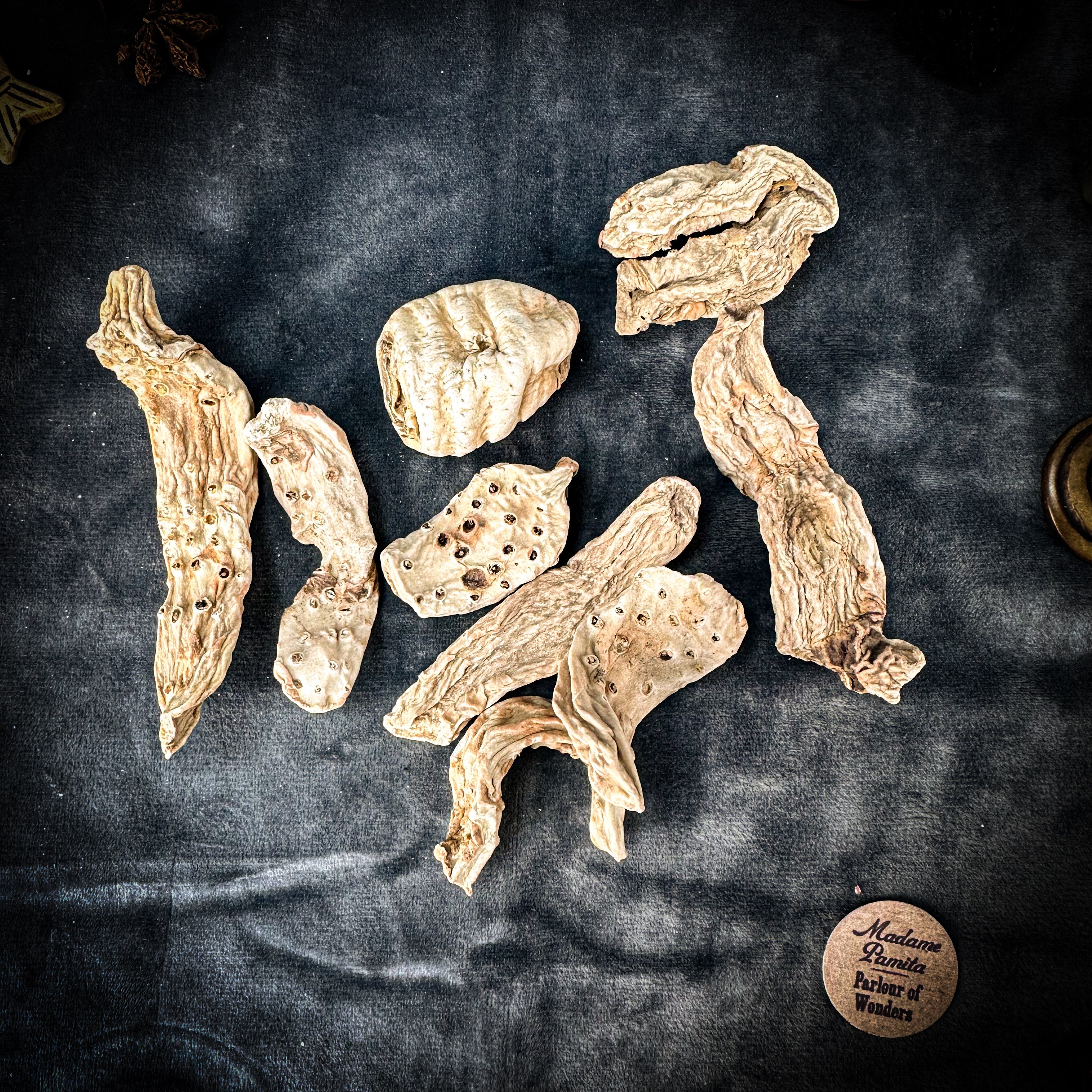 Queen Elizabeth Root - Whole - Organic