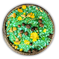 Abundant Prosperity Bath Crystals