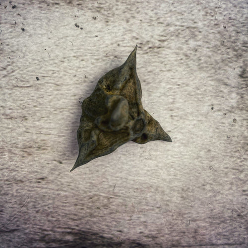 Bat Nut - Whole