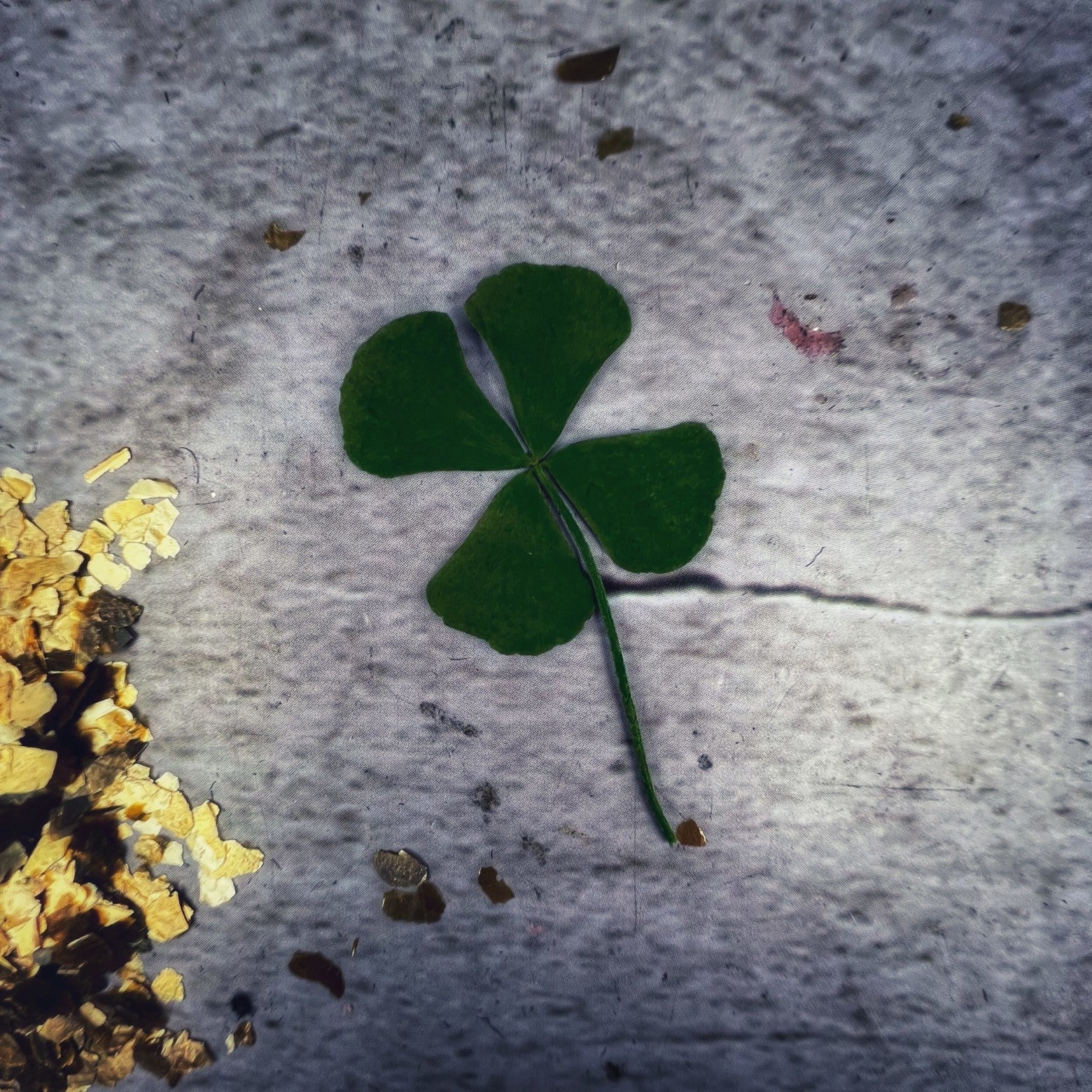 Four Leaf Clover
