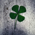 Four Leaf Clover