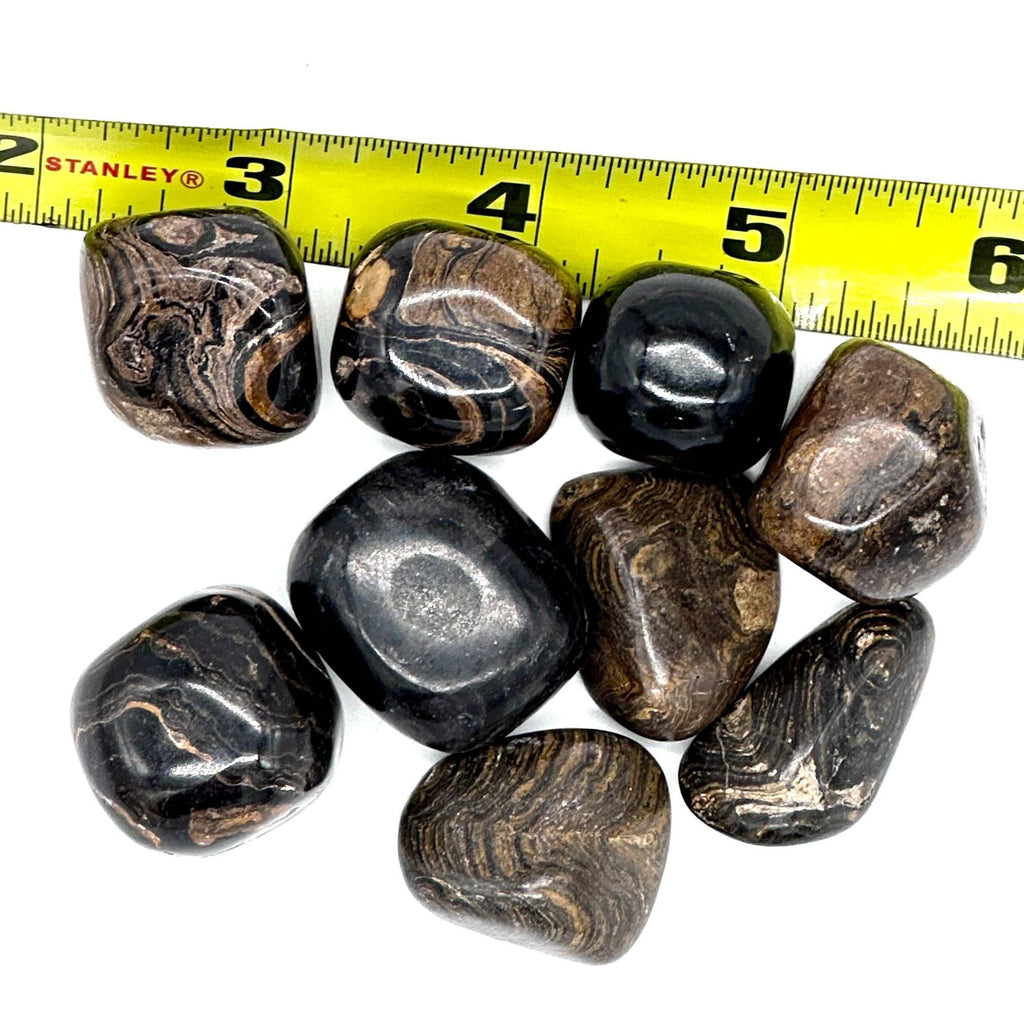 Stromatolite Tumbled Pocket Stone: Divine Wisdom of the Earth