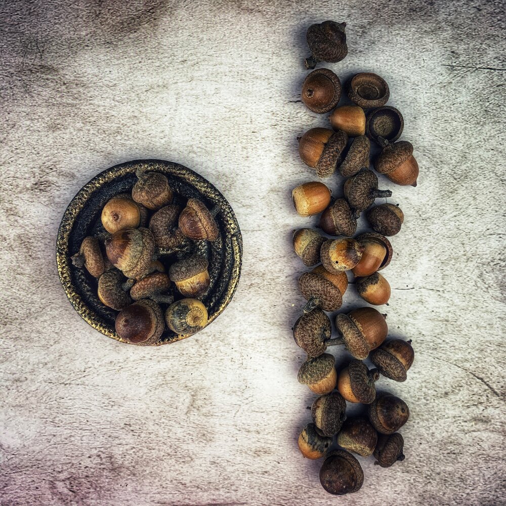 Acorn - Wildcrafted