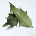 Bat's Wings - Wildharvested