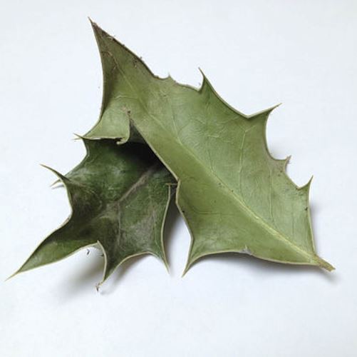 Bat's Wings - Wildharvested