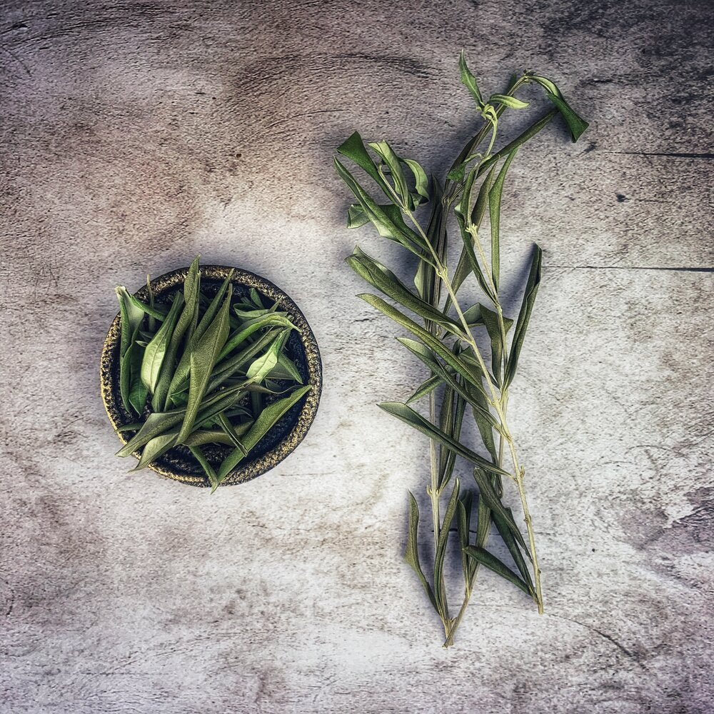 Olive Leaf - Wildcrafted
