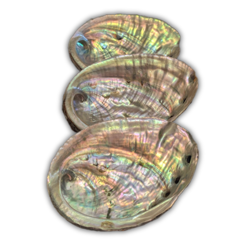 Abalone Shell